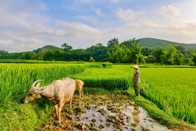 Bolaven Plateau