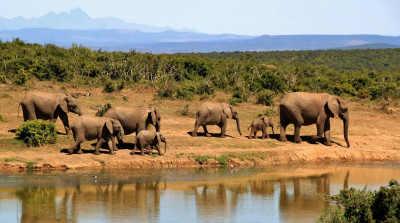 Central African Republic