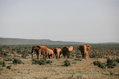 Corbett National Park
