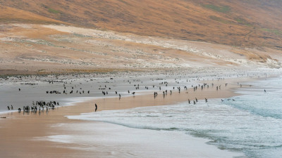Falkland Islands (Malvinas)
