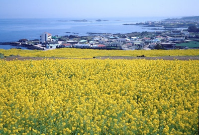 Jeju Island