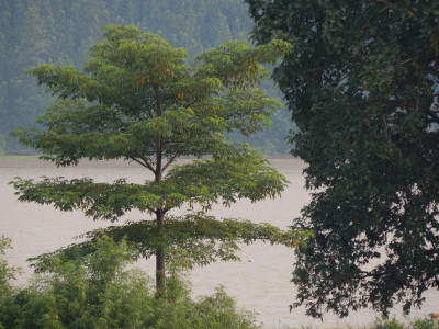 Jharkhand