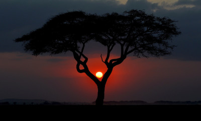 Kitale