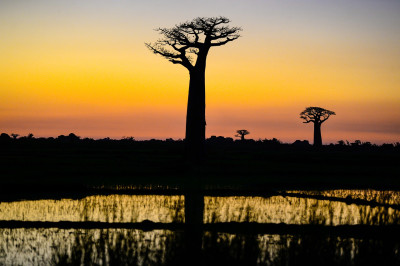 Morondava