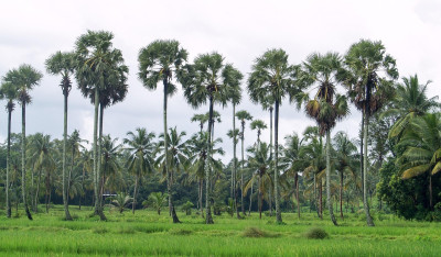 Palakkad