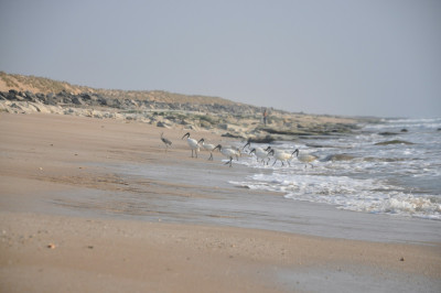 Porbandar