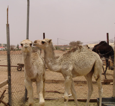 Taif